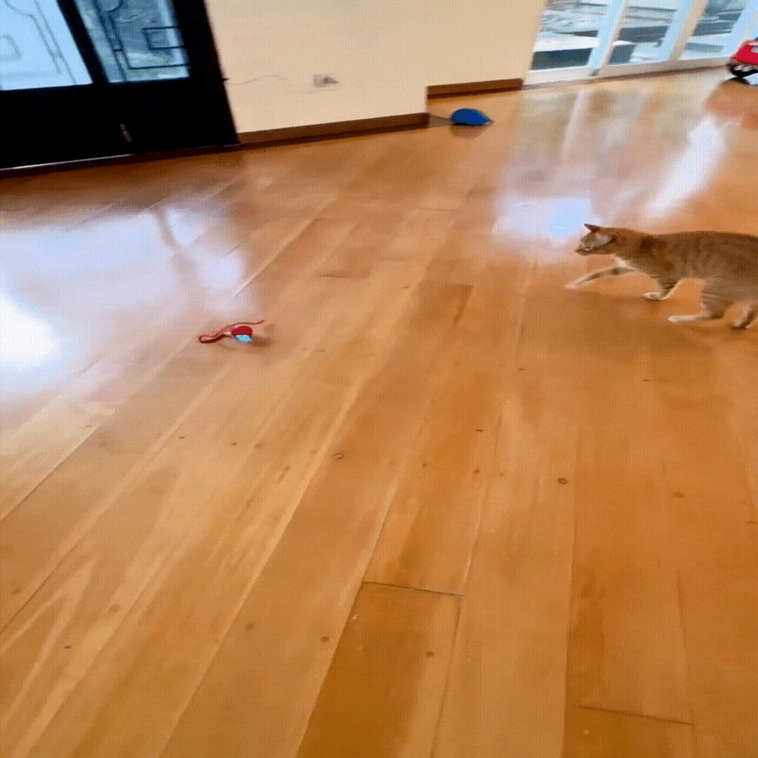 Pelota Cazadora Felina™